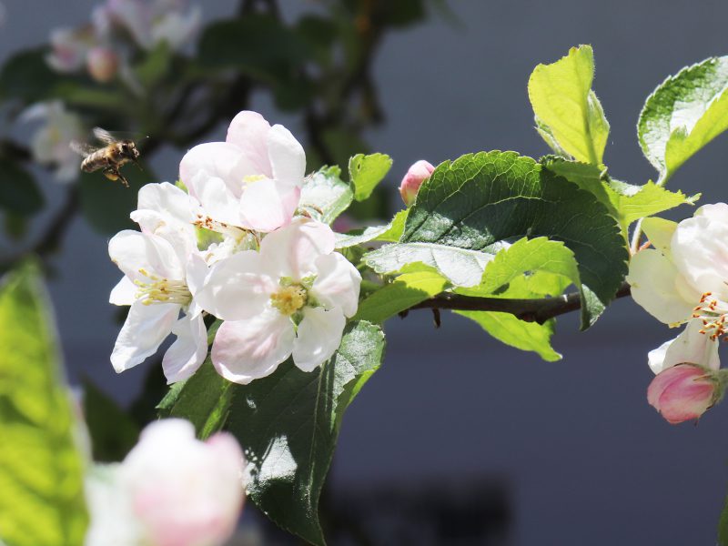 Honigbiene im Anflug auf Apfelblüte